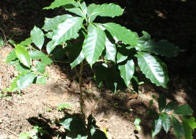 A top-down shot of a cafe plant, a short plant with many reflective crinkled leaves, against the light brown earth in Tuwaliri's cloud forest