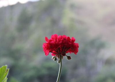 The geranio has a deep red flower with thin, delicate petals, contrasting against an out-of-focus hill covered in flora in Tuwaliri's cloud forest