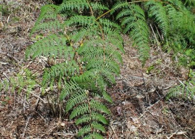 Helecho, a fern with many thin blades and several offshooting stems, grows from earth covered in dried plants, with some other plants visible in the background in Tuwaliri's cloud forest