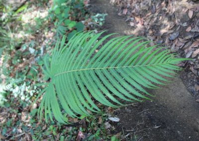 In the shade, a fern with a long leafy blade divided into smaller blades sits above dried leaves and shorter plants in Tuwaliri's cloud forest
