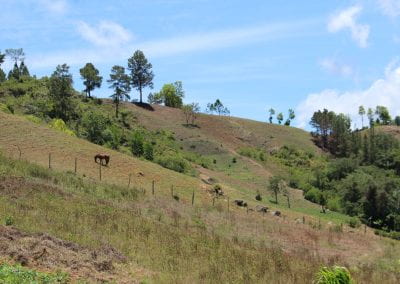 A fence sections off a large pasture on a hill, with trees and the sky in the background and a single horse grazing in Tuwaliri's cloud forest