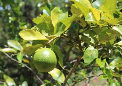 Among light green and yellow leaves, a round lime-green fruit hangs from a plant in Tuwaliri's cloud forest