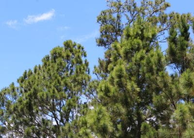 Vibrant green pinos, trees with thin branches covered in thin needles, stick out against a bright blue sky in Tuwaliri's cloud forest