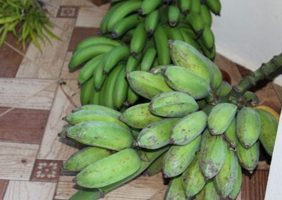 Platanos rulos, a green banana-shaped fruit, laid out inside on a wooden tile floor in Tuwaliri's cloud forest, left in large bunches