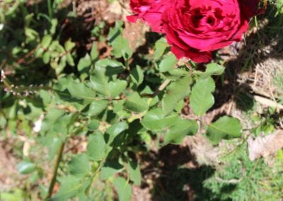 A vibrant rosa roja, a pink-red flower, stands out from the green plants and brown earth surrounding it
