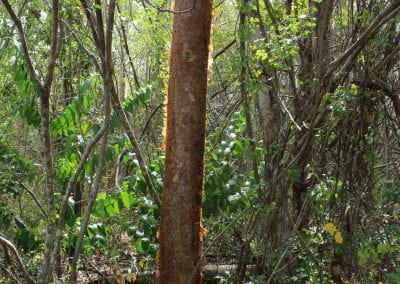 The reddish trunk of Almaciga grows surrounded by many other plants on a bright day in the Cotubanamá region of Lidia's Coastal Forest