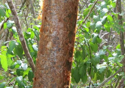 A closeup of the flakey red and brown trunk of Almaciga, with other plants in the background in the Cotubanamá region of Lidia's Coastal Forest