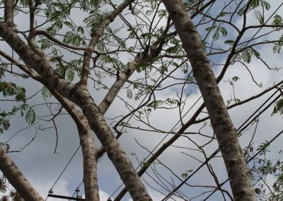 La Peregrina, tree with long, sturdy trunks, and thin, drooping leaves, sits under a powerline in the Cotubanamá region of Lidia's Coastal Forest