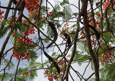 A Flamboyan tree, with fern-like leaves; long, curved, seeds; and bunches of red, circular flowers in the Cotubanamá region of Lidia's Coastal Forest