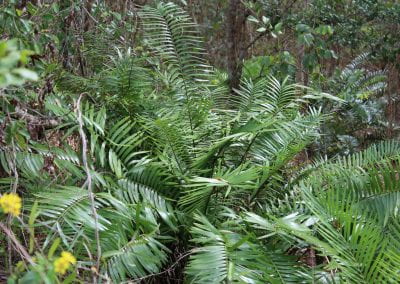 Several Guayiga ferns grow in front of other plants, their long, thin blades crowding one another in the Cotubanamá region of Lidia's Coastal Forest