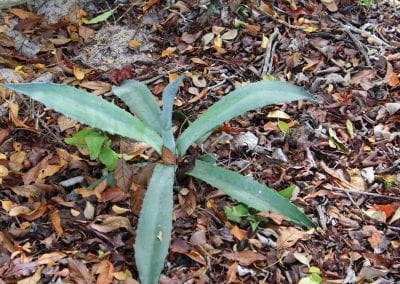 A young Maguey plant, with dark green, spiny leaves, grows atop fallen leaves in the Cotubanamá region of Lidia's Coastal Forest