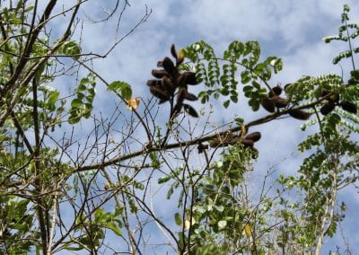 Thin branches of a plant in the foreground obscure the oval leaves and fuzzy brown seeds of the Ojo de Aguila against the sky in the Cotubanamá region of Lidia's Coastal Forest