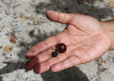 Over dusty pale ground, a hand holds a Jaboncillo seed, a red shiny building and a dark black seed in the Cotubanamá region of Lidia's Coastal Forest