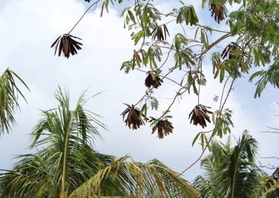 The seeds - brown or green, with long, narrow, drooping shapes - and leaves - thin, sharp, and drooping as well - of a Peregrina tree highlighted against a blue, cloudy sky in the Cotubanamá region of Lidia's Coastal Forest