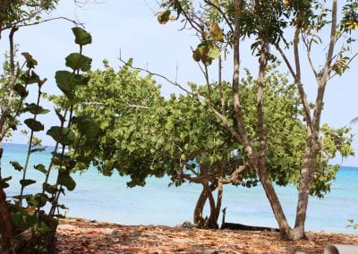An Uva de Playa tree grows central, next to another tree, on a beach in front of a large body of water, with large, circular leaves that crowd each other and several trunks that curl around themselves in the Cotubanamá region of Lidia's Coastal Forest