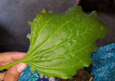 A hand holds a leaf from a Llanten plant over blue fabric and a gray floor - the leaf is a reflective green, and very large with jagged edges and brown spots in Daniela's conuco