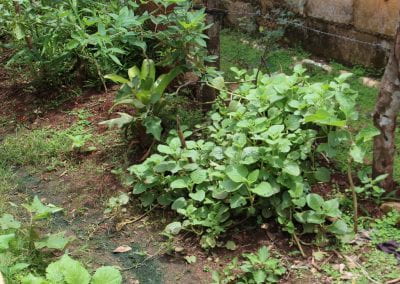 Next to a wood and wire fence grows a large amount of Oregano Poleo, which has near circular leaves that end in points with spike-patterned edges; other plants grow nearby in Daniela's conuco