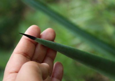 A hand holds the blackened tip of a long, sharp leaf in Lidia's Padre Nuestro section of the Coast Forest
