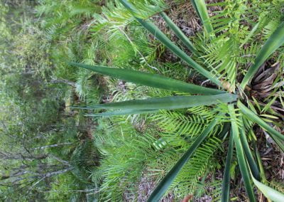 A sizable Cabuya plant, a plant with long, deep green, sword-like fronds that jut out from it, competes for space with a fern, surrounded by many ferns of a different variety in Lidia's Padre Nuestro section of the Coast Forest