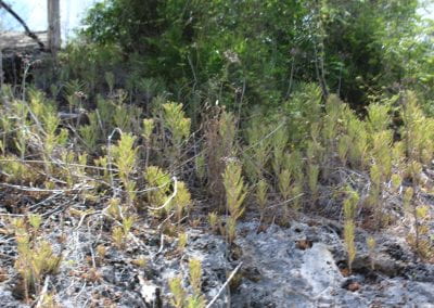 A patch of Yerba Bruja, a short, v-shaped fern growing straight up, grows on gray ground in Lidia's Padre Nuestro section of the Coast Forest