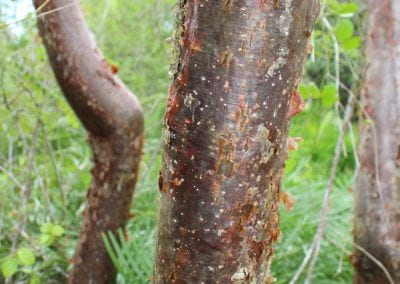 A close photo of el Gringo, a tree with thick, scabby red and brown bark, with ferns that surround the base of the tree in Lidia's Padre Nuestro section of the Coast Forest