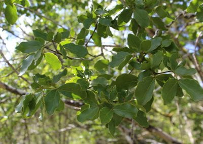 Many small branches of the Guayacan plant sit shaded, with the ends of each branch having 3 or 4 oval-shaped leaves in Lidia's Padre Nuestro section of the Coast Forest