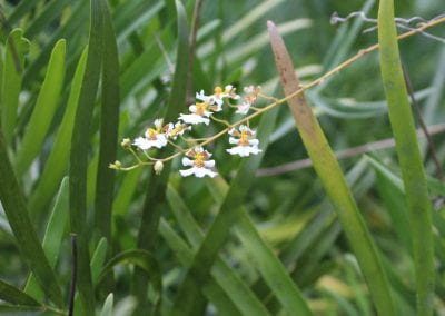 Tiny, crinkled white flowers grow on the very end of the Orquidia Cimarrona plant, with broad fronds of other plants visible in the background in Lidia's Padre Nuestro section of the Coast Forest