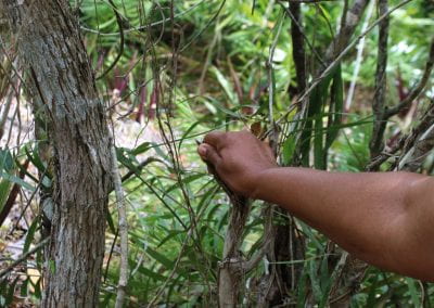The textured trunk of a Palo de Perfume is being grasped, with a bright clearing of flora in the background in Lidia's Padre Nuestro section of the Coast Forest