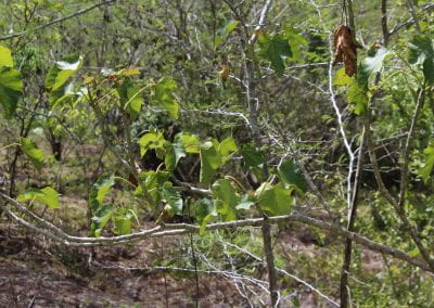 Further away, the 5-pronged leaves and thin, brown-gray branches of the Piñon plant occupy the foreground, growing from the right and hanging down in the rest of the frame, with other flora in the background in Lidia's Padre Nuestro section of the Coast Forest