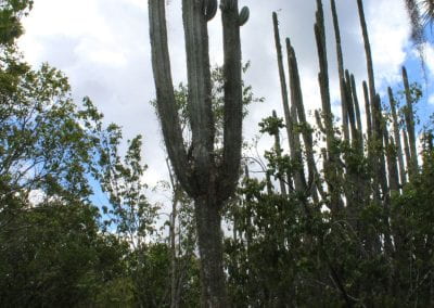A shaded Sebucan - a narrow cactus with a height of a tree and a few tall, straight heads - occupies the center of this photo, with other Sebucan in the back right, other types of flora surrounding the Sebucan, and a blue, cloudy sky providing the background in Lidia's Padre Nuestro section of the Coast Forest
