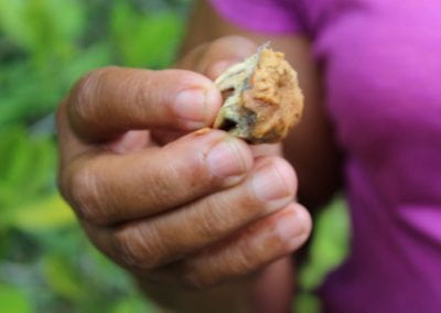 A close-up of a woman holding a Copey seed, with an orange squash-like consistency on one part, and a much drier stem-like material on the other, in one hand in Lidia's Padre Nuestro section of the Coast Forest