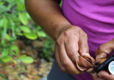 A woman breaking open a dried, brown Copey seed with both hands while holding her phone in Lidia's Padre Nuestro section of the Coast Forest