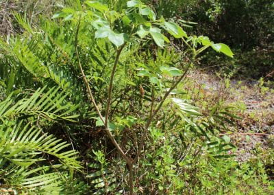 Tua Tua, a small plant with thin, sturdy branches and wide-pronged green leaves, grows near some ferns in the center of the image in Lidia's Padre Nuestro section of the Coast Forest