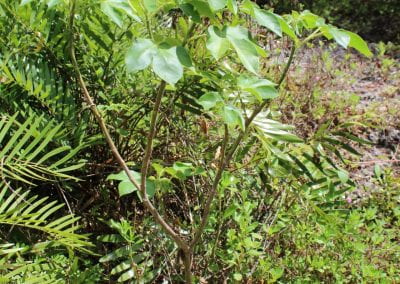 Tua Tua, a small plant with thin, sturdy branches and wide-pronged green leaves, grows near some ferns in the center of the image in Lidia's Padre Nuestro section of the Coast Forest; the leaves are particularly visible in this shot.