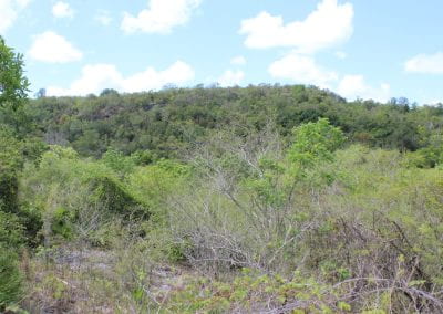 Dried plants sit in the front of a gently sloping hill covered in a wide variety of flora, illuminated by a blue, slightly cloud sky in Lidia's Padre Nuestro section of the Coast Forest