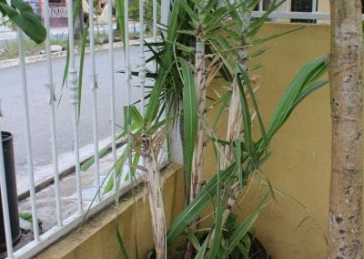 In a corner where a yellow walls meet a fence that looks out onto the street, a few Caña de azúcar grow, with thick, light brown stalks and long, green, blade-like leaves in Abbebe's urban garden