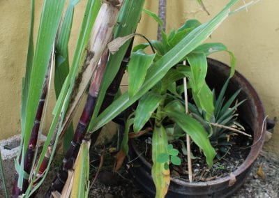 In a corner where two walls meet, a brown ceramic pot is obscured by stalks of Caña de azúcar; the length of their blade-like leaves, and the red coloring around the base of their stalks is very apparent in Abbebe's urban garden