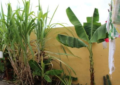 Against a yellow wall grows a number of Caña de azúcar, with sturdy stalks and long, green blade-like leaves; some other plants grow nearby, with massive, thick fronds and trunks that look like they are made of overlapping bark in Abbebe's urban garden