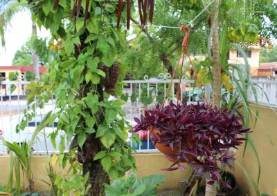 With the outside of the garden visible in the background, a red hanging planter holds a small plant with vibrant purple leaves that are long and thin; another tree next to it has heart-shaped leaves and a thick trunk in Abbebe's urban garden