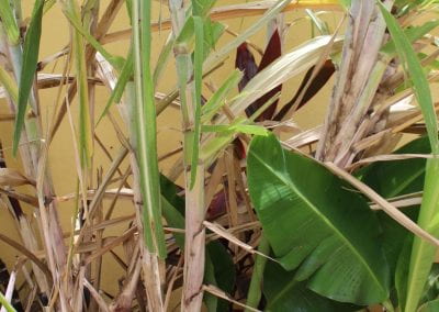 Thick stalks and blade-like leaves of many plants obscure another plant that grows in between, which has feather-shaped leaves colored a deep red in Abbebe's urban garden