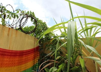 In the corner where two yellow walls meet hangs a rainbow tapestry, with some barbed wire above; a vine plant grows up the wall and through the barbed wire, while some large blade-like leaves are visible from other plants in Abbebe's urban garden