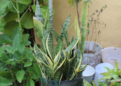 Amid several other plants and other flower pots, Lengua de Vaca grows in a black plastic pot by a yellow wall; it has long, feather-like leaves with sharp points at the end, but the leaves' unique coloring - light green, with darker green stripes and yellowing at their ends - is especially eye-catching in Abbebe's urban garden