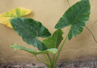 In loose earth, Malanga, with spade-shaped leaves, grows against a yellow wall; this plant is small and only has four leaves in Abbebe's urban garden