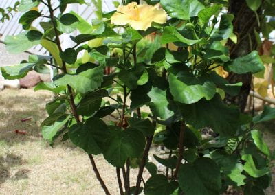 The Mar Pacifico grows in the shade, with a single white flower blooming upwards in the center of the plant's delicate stems and heart-shaped leaves; the garden's entrace, a white door, is visible in the background in Abbebe's urban garden