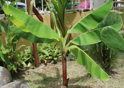In front of a yellow wall topped with a white fence looking out to the street, there is a short Platano that grows, with a red stem and large green fronds in Abbebe's urban garden