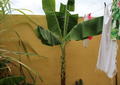 A Platano grows against a yellow wall, next to a clothesline and a shovel; the Platano has a trunk of overlapping bark, and thick, green fronds with ends that drape down despite the leaves themselves growing up in Abbebe's urban garden
