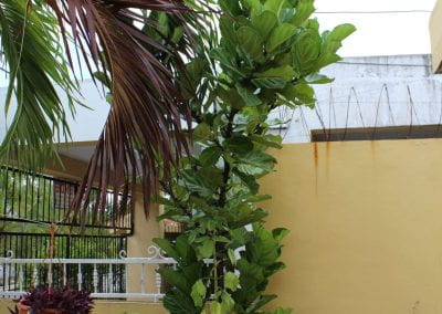 An Uva de Playa grows straight up around one trunk against a yellow wall near some other plants; it has large, green, circular leaves and stands above the wall behind it in Abbebe's urban garden