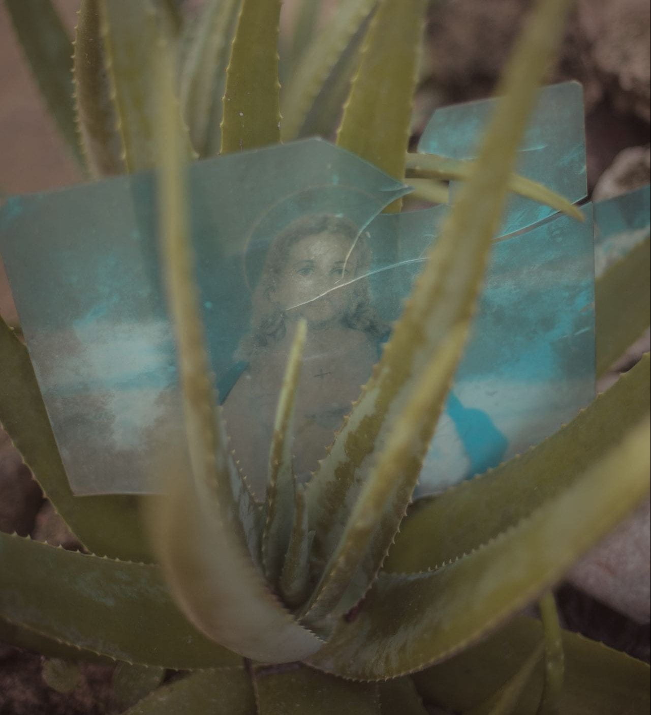 An aloe plant holds among its spines a weathered print depicting Jesus.