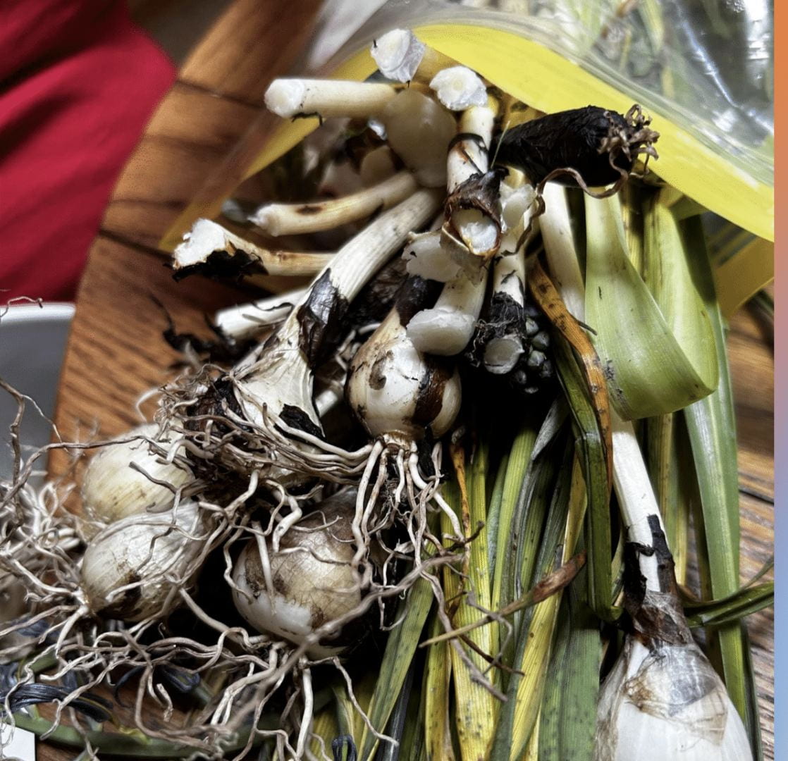 Image of camas bulbs on a wooden table in a plastic bag. Bulbs are protruding out showing the roots.