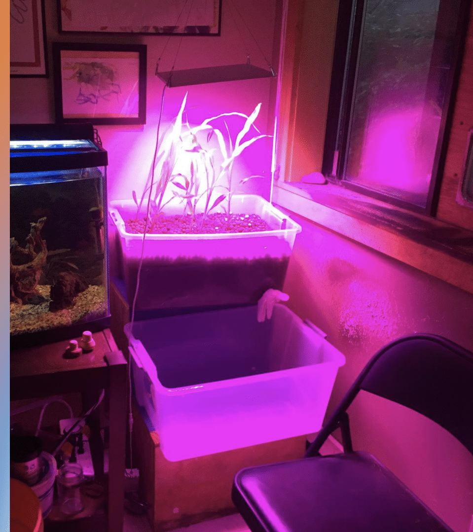 An image of an aquaponics rig growing corn. The corn is being illuminated by a purple pink haze from the growligqt.
